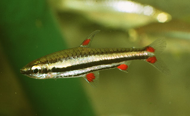 Nannostomus trifasciatus