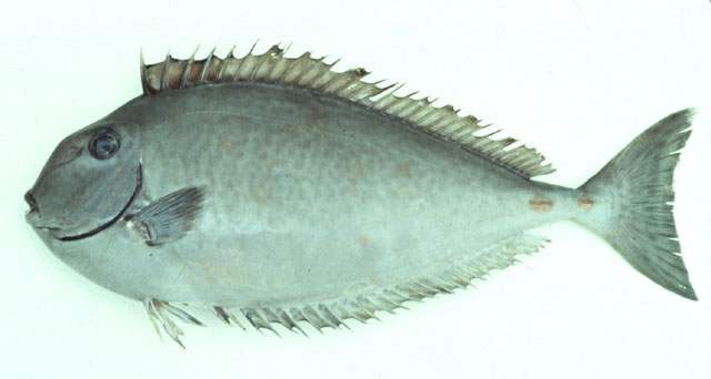 Naso tuberosus