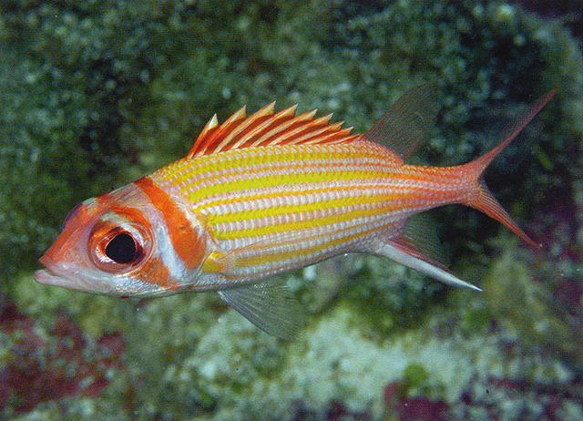 Neoniphon aurolineatus