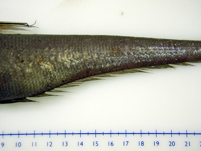 Nezumia bairdii