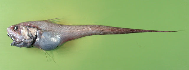 Nezumia brevibarbata