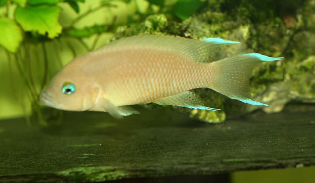 Neolamprologus crassus