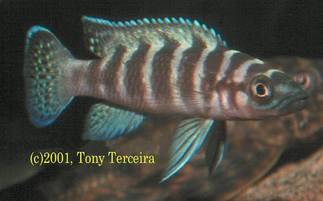 Neolamprologus cylindricus