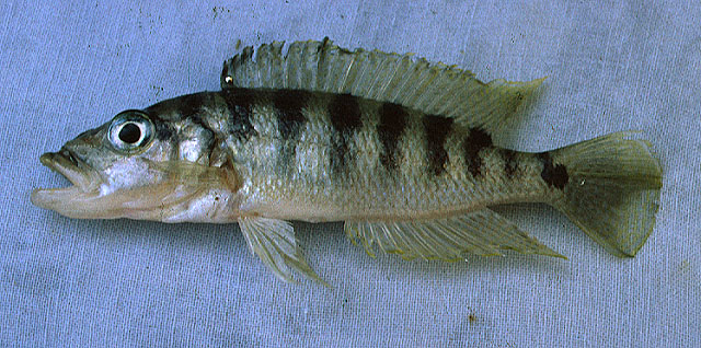 Neolamprologus fasciatus