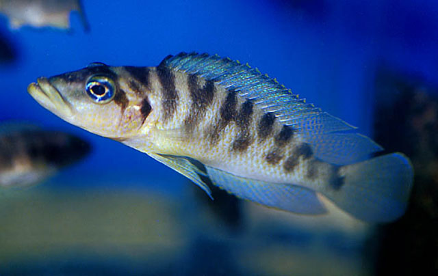 Neolamprologus fasciatus