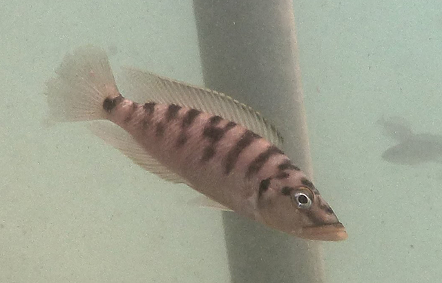 Neolamprologus fasciatus