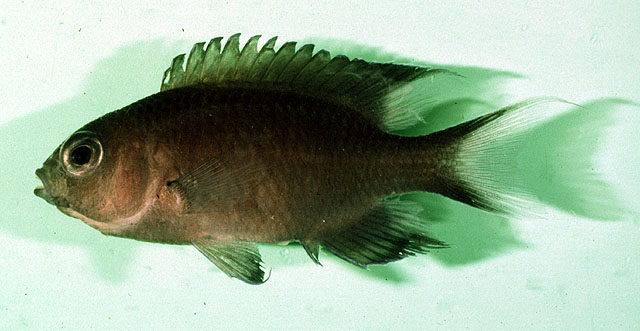 Neopomacentrus filamentosus