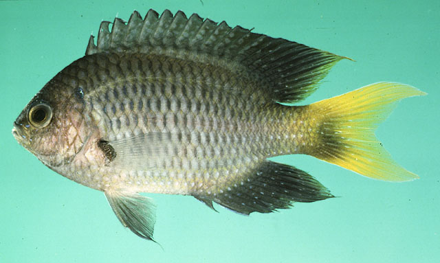 Neopomacentrus fuliginosus