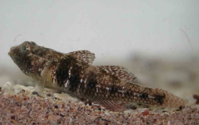 Nesogobius greeni