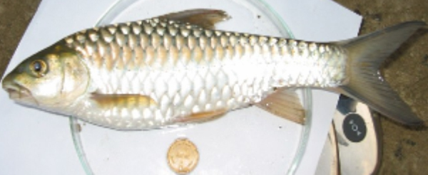Neolissochilus hexagonolepis