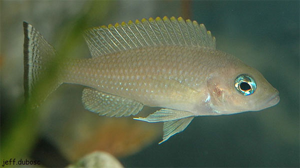 Neolamprologus leloupi