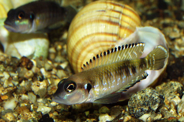 Lamprologus speciosus