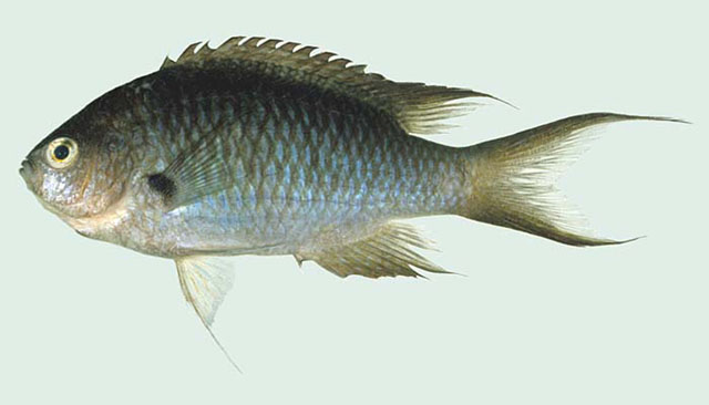 Neopomacentrus metallicus