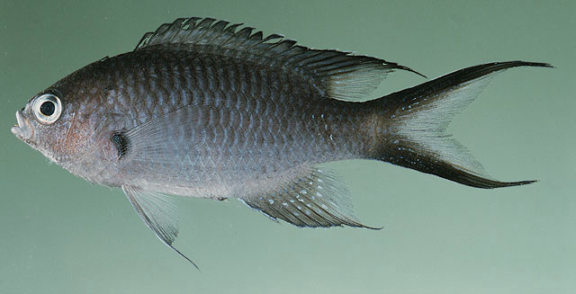 Neopomacentrus metallicus