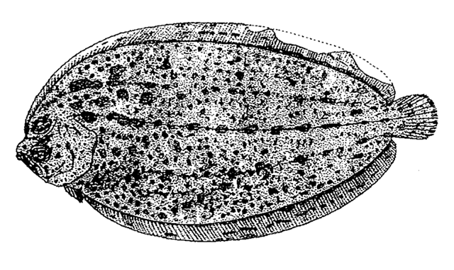 Neoachiropsetta milfordi