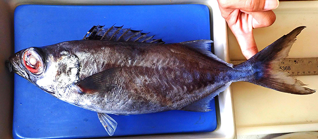 Neoepinnula minetomai