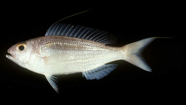Nemipterus nematophorus