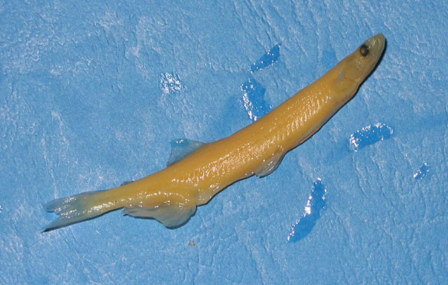 Neosalanx reganius