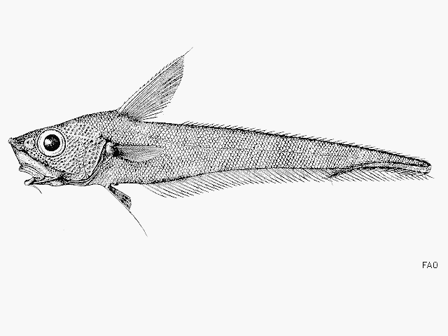 Nezumia sclerorhynchus