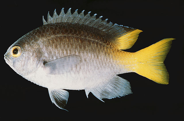 Neopomacentrus sindensis