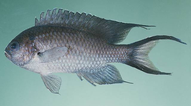 Neopomacentrus taeniurus