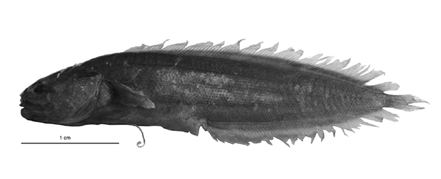 Nielsenichthys pullus