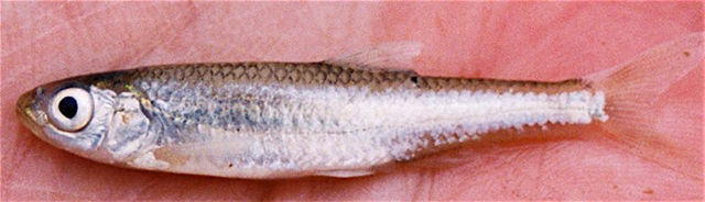 Notropis amabilis