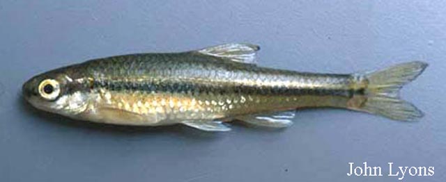 Miniellus anogenus