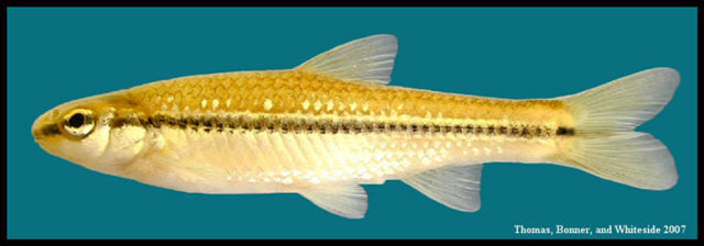 Notropis atrocaudalis