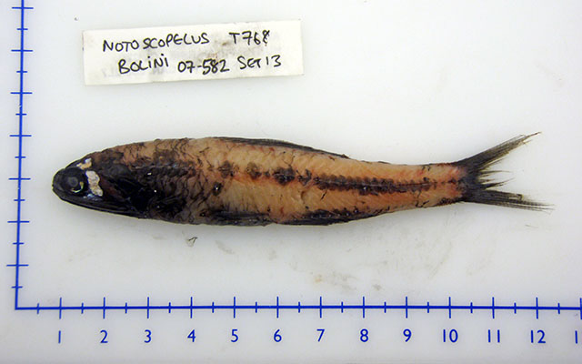 Notoscopelus bolini