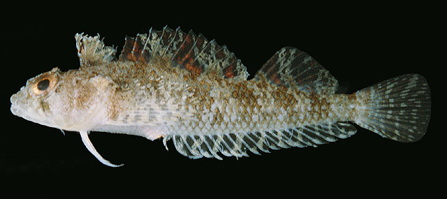 Norfolkia brachylepis