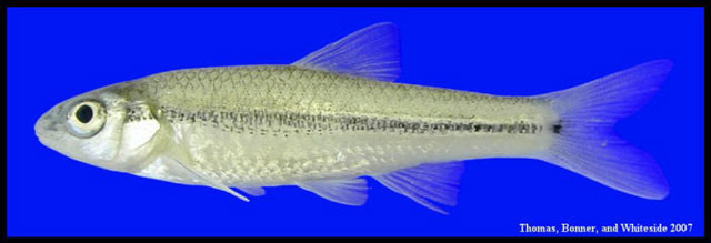 Notropis braytoni