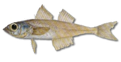 Normanichthys crockeri