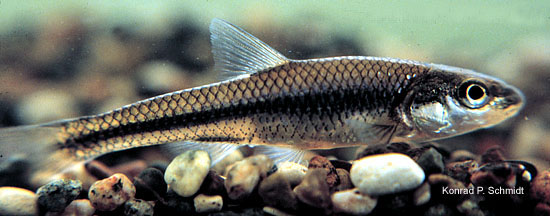 Ericymba dorsalis