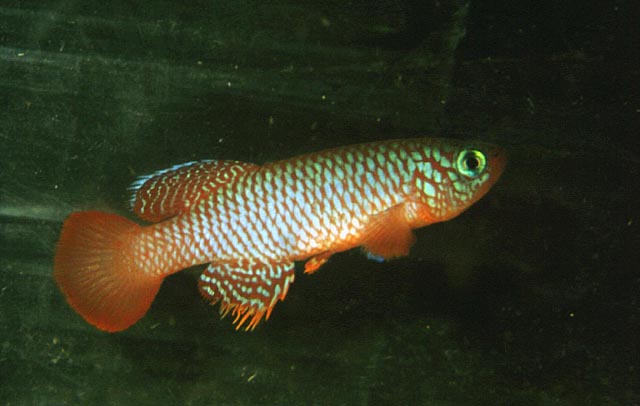 Nothobranchius flammicomantis