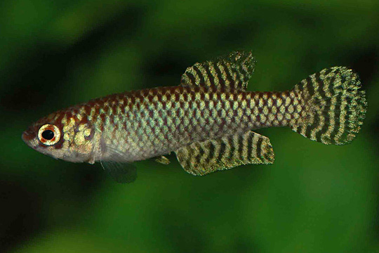 Notholebias fractifasciatus