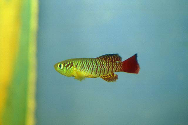 Nothobranchius guentheri