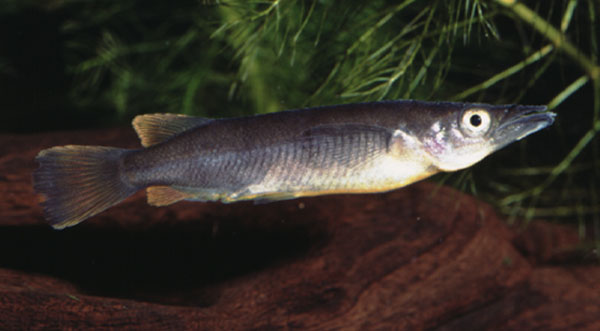 Nomorhamphus hageni