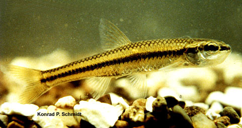 Notropis heterolepis