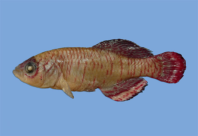 Noiri_m2.jpg