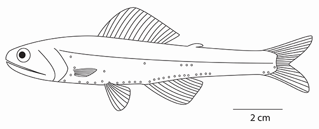 Notoscopelus kroyeri