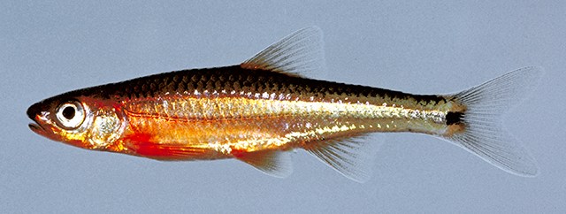 Notropis leuciodus