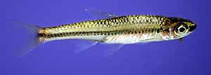 Notropis melanostomus