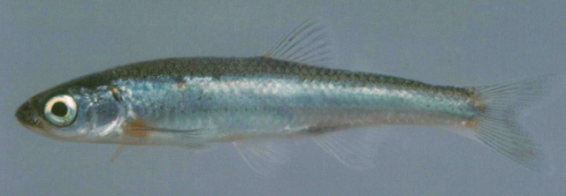 Notropis micropteryx