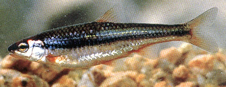 Notropis nubilus