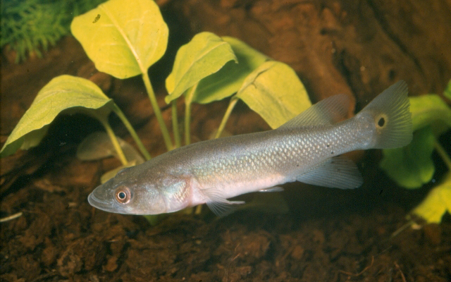 Nothobranchius ocellatus