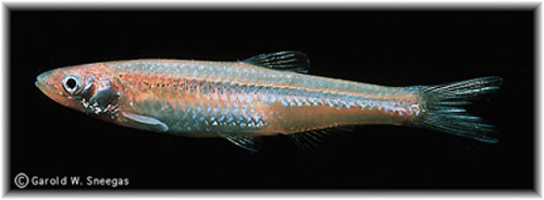 Notropis oxyrhynchus