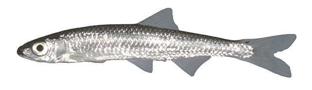 Notropis photogenis