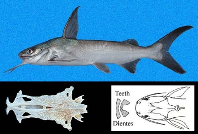 Notarius planiceps