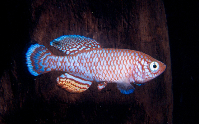 Nothobranchius polli